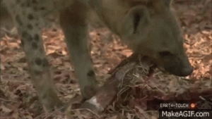 hyena_gif_2015-04-02.gif